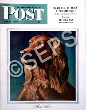 Irish Setter